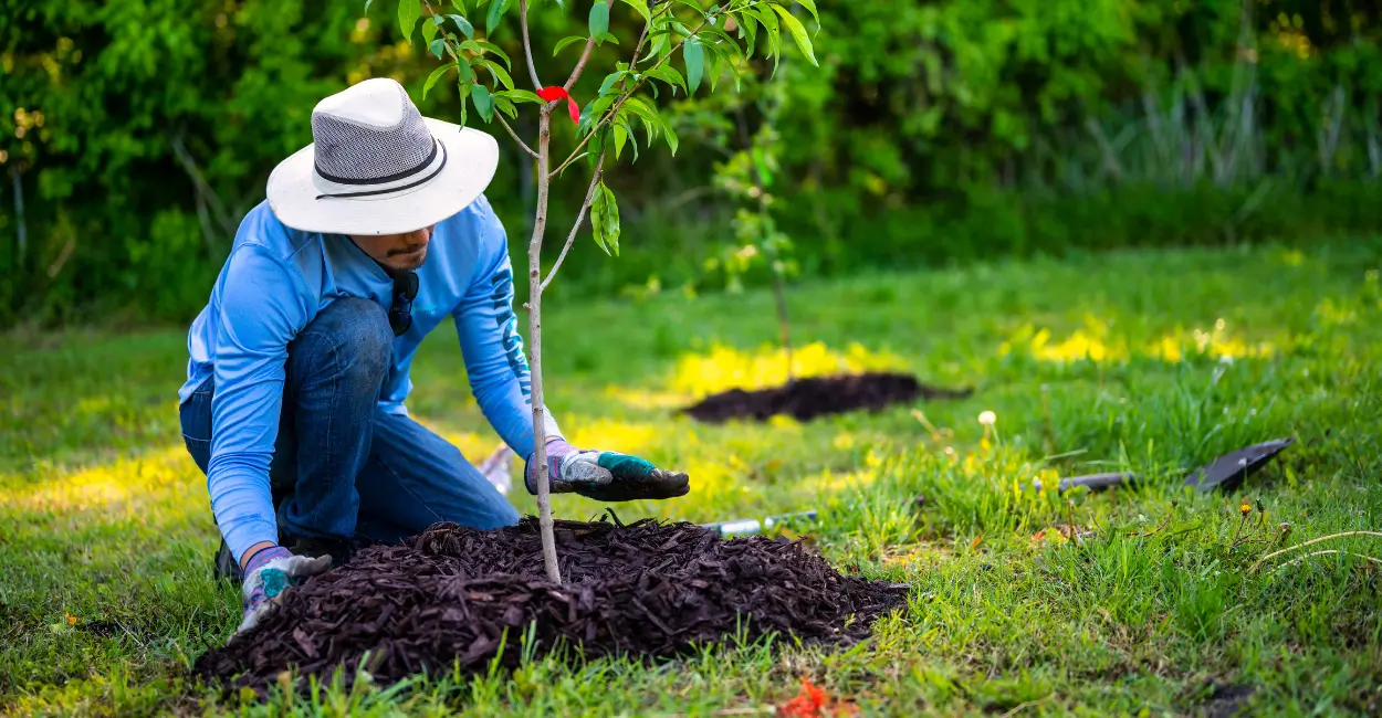 borra de café em plantas