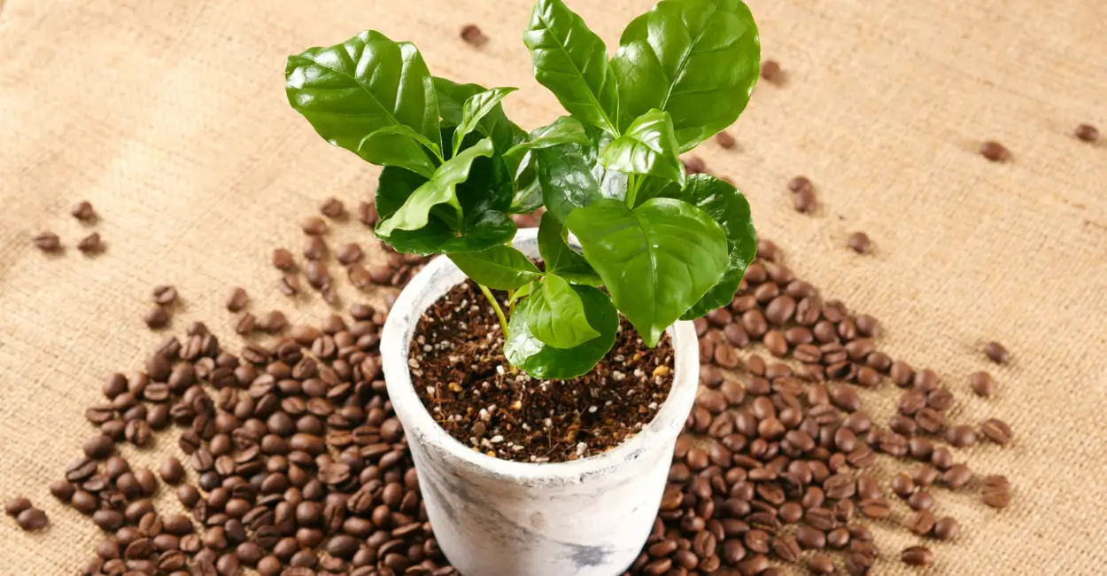 jardinagem para iniciantes, até café
