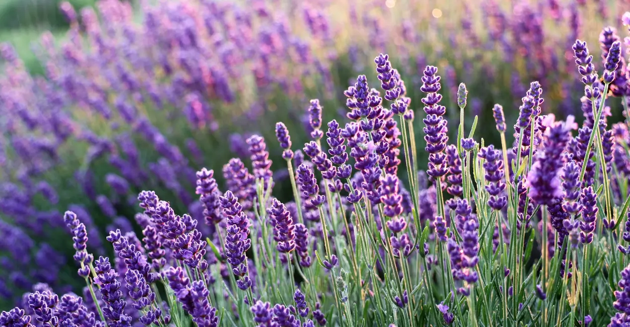 truques para ter um jardim funcional e perfumado